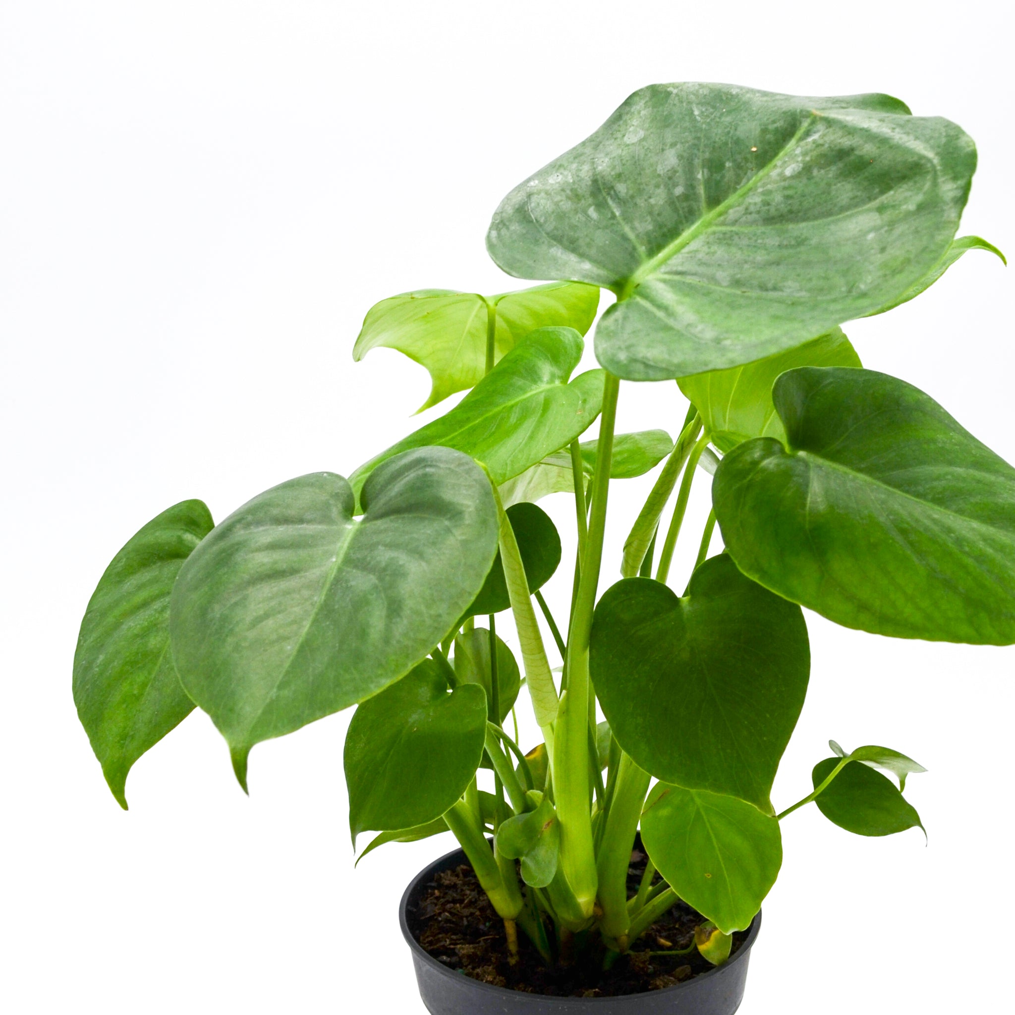 monstera deliciosa wild Monstera Deliciosa Potted Plant (Approximate Delivery is 2-7 Days) 6-inch pot