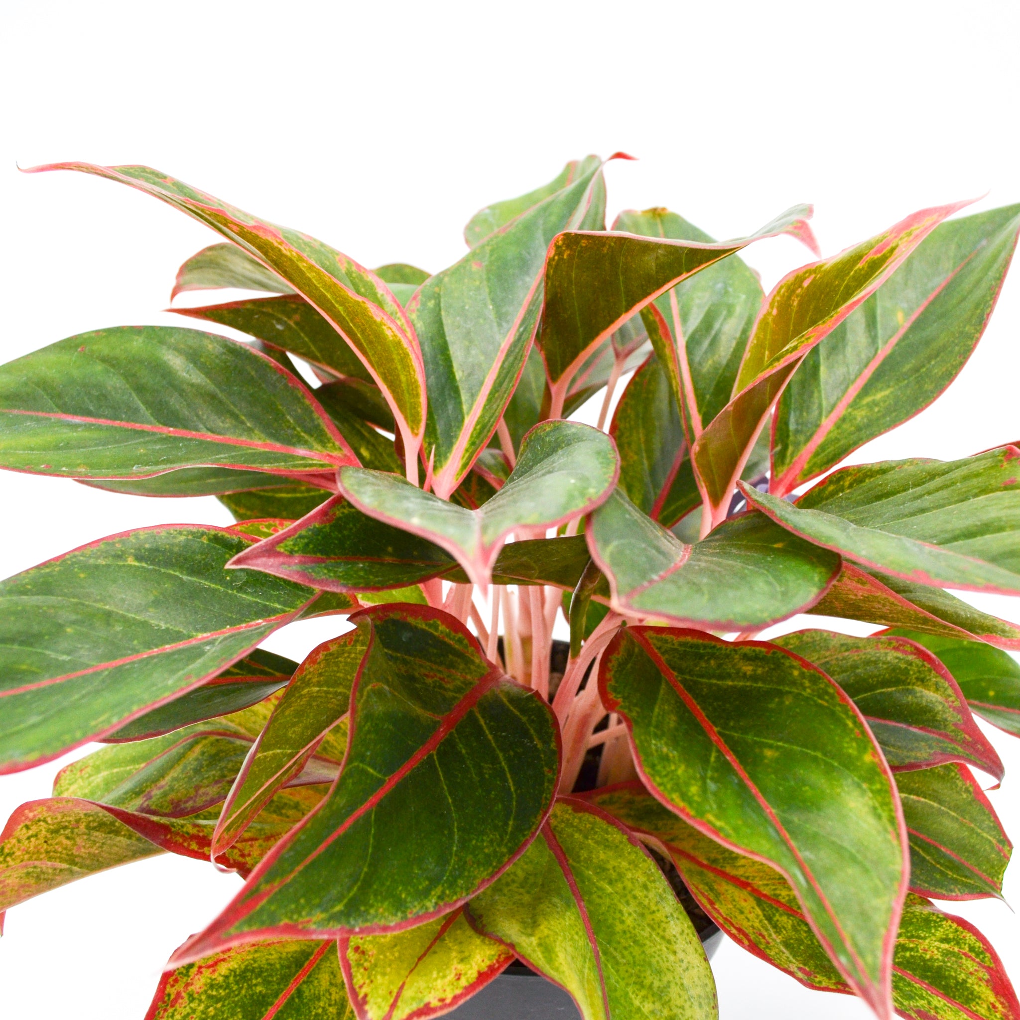 mata aglaonema Chinese Evergreen "Ruby Ray" (Aglaonema) – Wild Lark