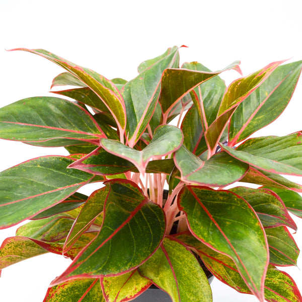 Chinese Evergreen "Ruby Ray" (Aglaonema) -  - Wild Lark - Wild Lark