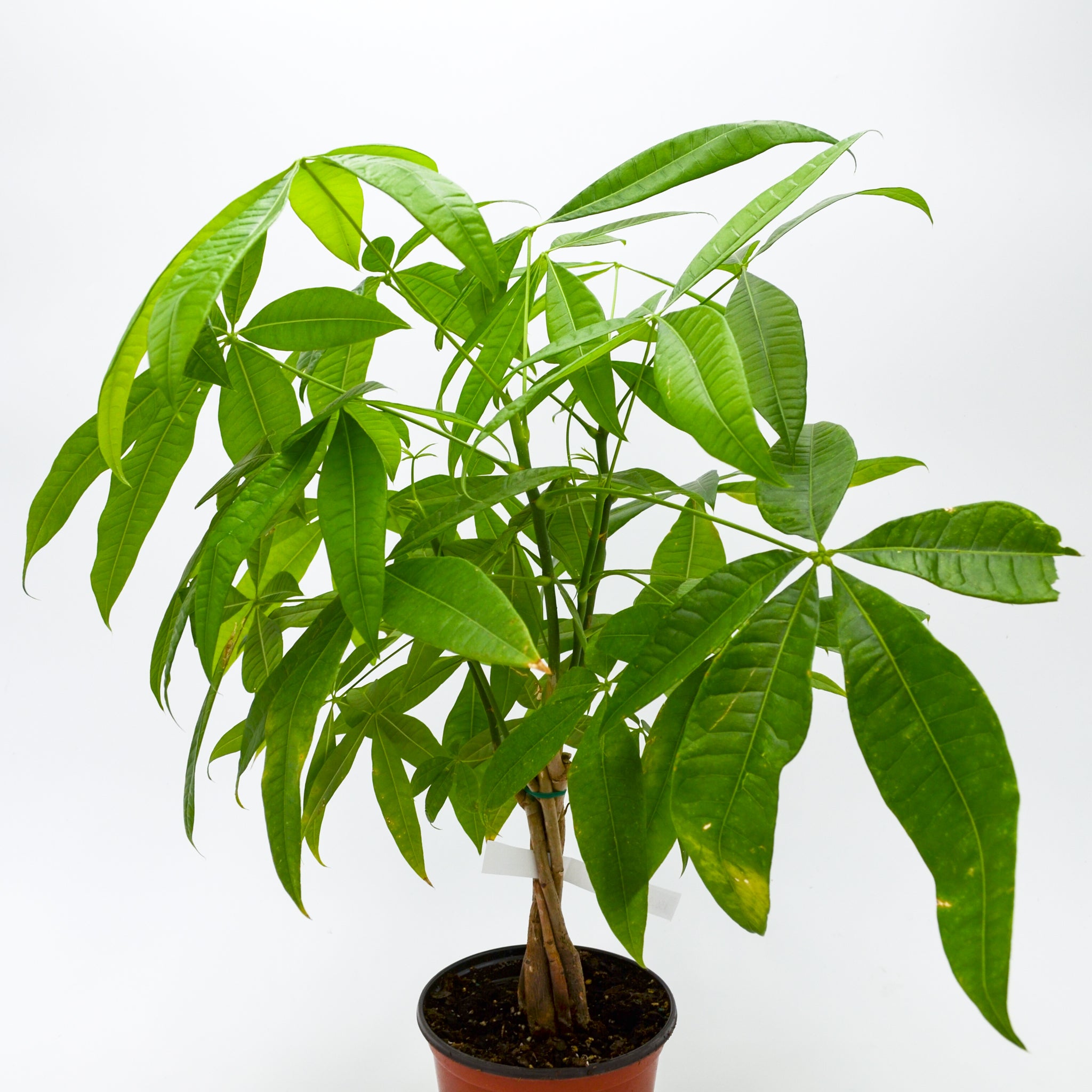 Money Tree (Pachira aquatica) – Wild Lark