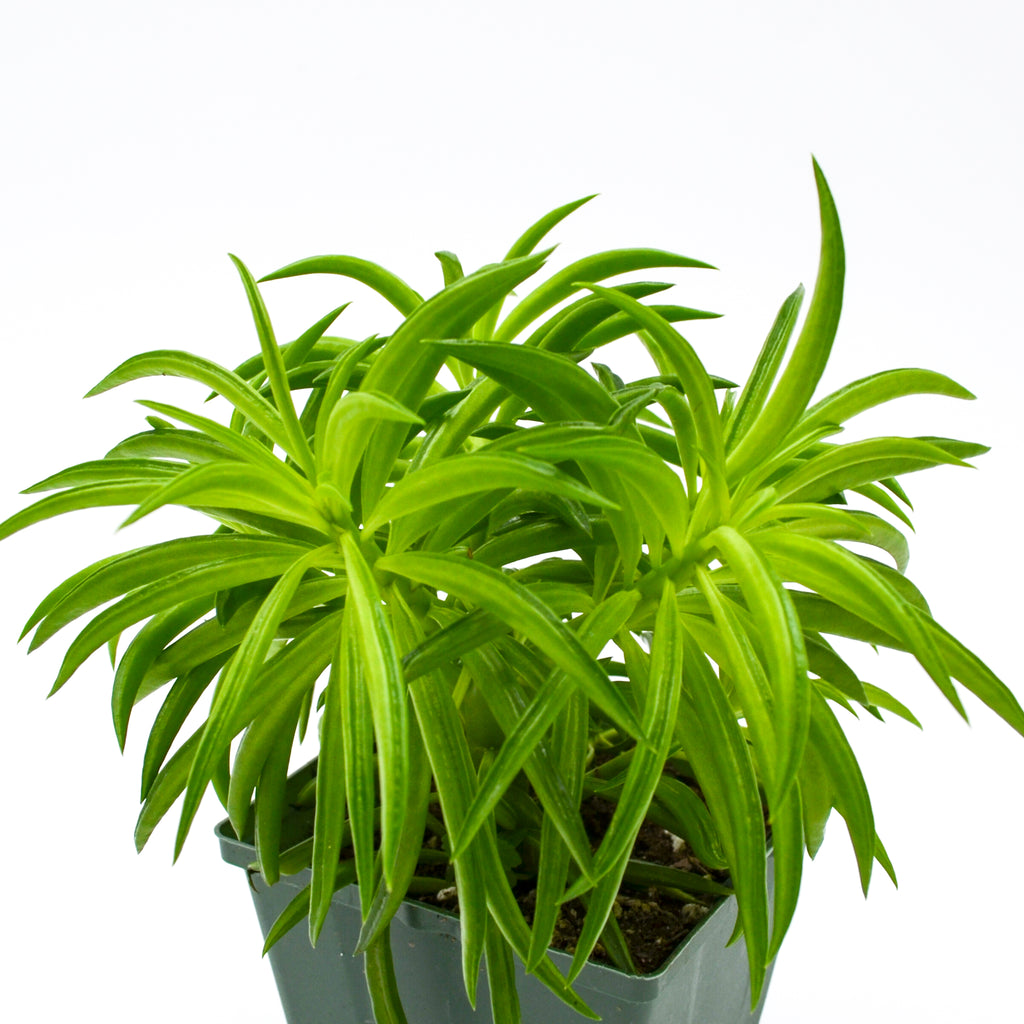 bean house plant Green Bean Peperomia (Peperomia ferreyrae) – Wild Lark