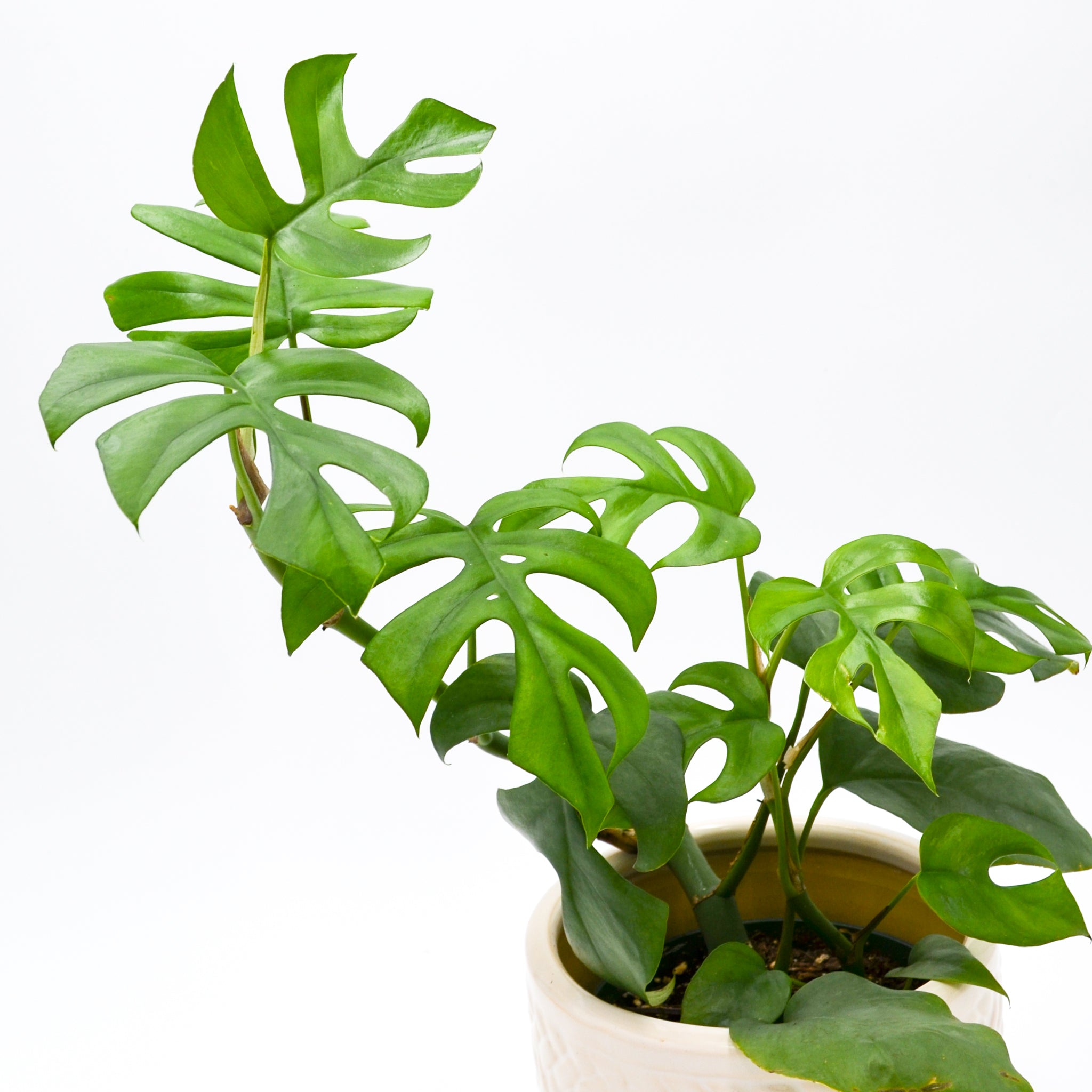 tetrasperma philodendron Hirt's Gardens Ultra Rare Ginny Philodendron