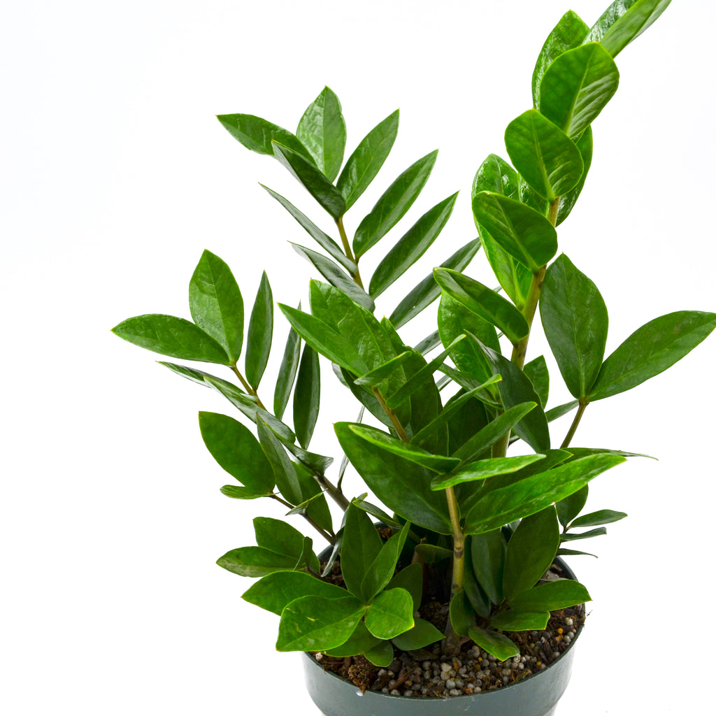 zz plant en francais ZZ Plant Zamioculcas Zamiifolia – Wild Lark