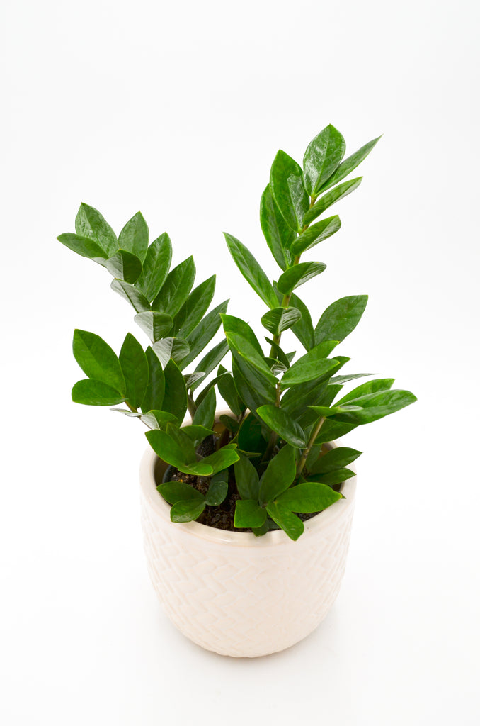 price of zz plant ZZ Plant Zamioculcas Zamiifolia – Wild Lark