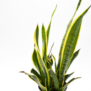 snake plants in the wild Snake Plant, Green + Yellow (Sansevieria trifasciata)