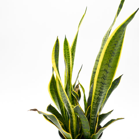 Snake Plant, Green + Yellow (Sansevieria trifasciata) -  - Wild Lark - Wild Lark