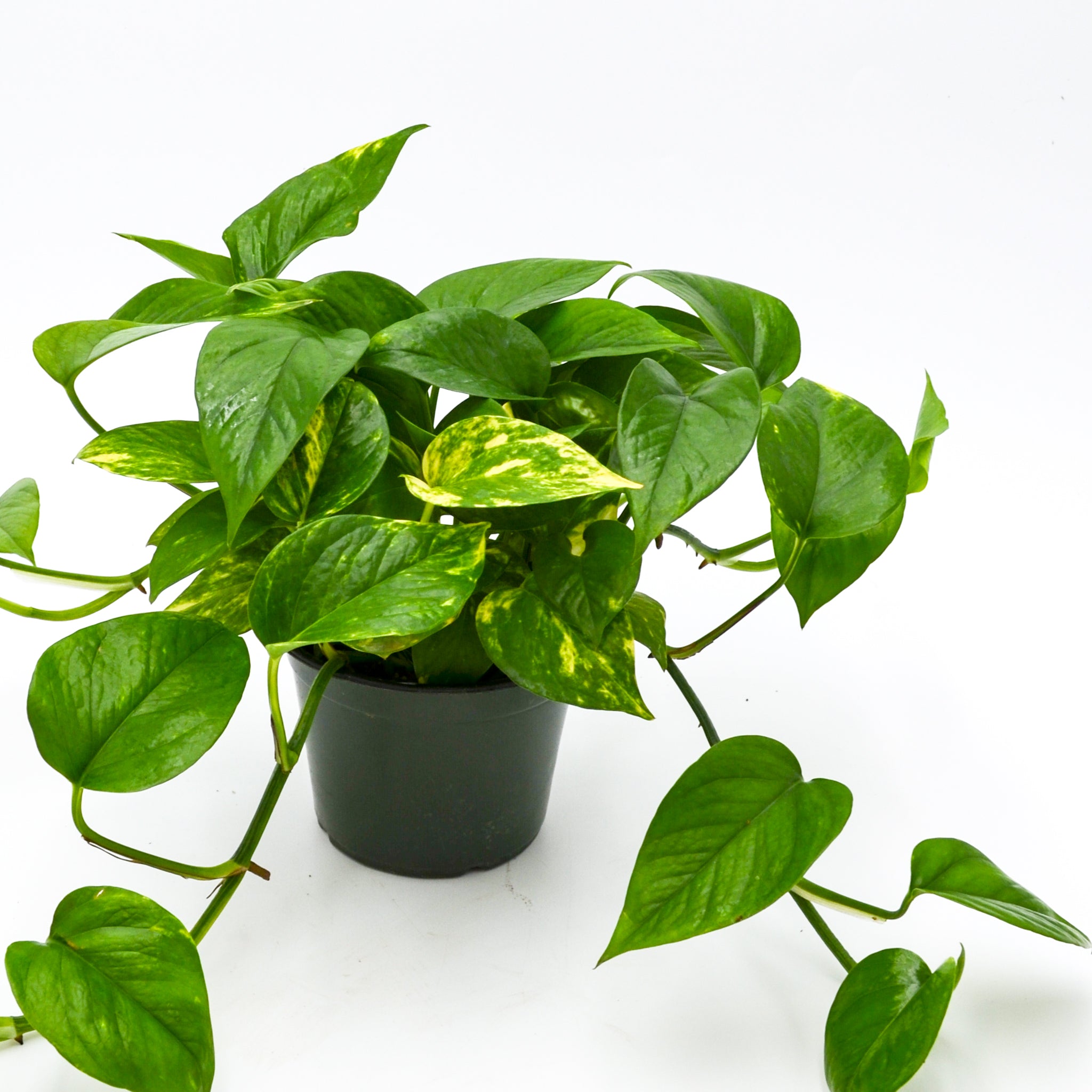 wild pothos Pothos Golden (Epipremnum aureum) 6 inch
