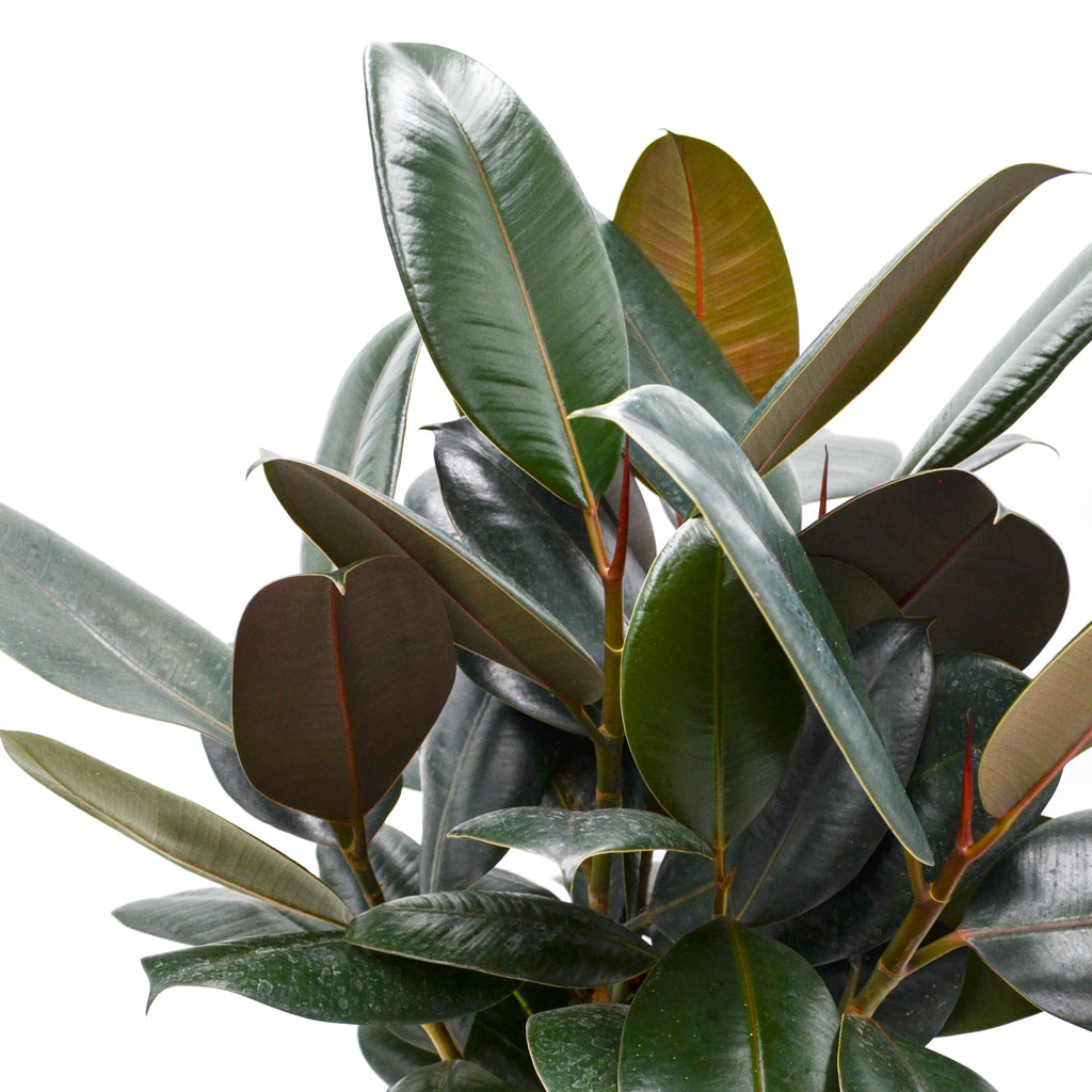 rubber tree wild Rubber Tree 'Burgundy' (Ficus elastica) – Wild Lark