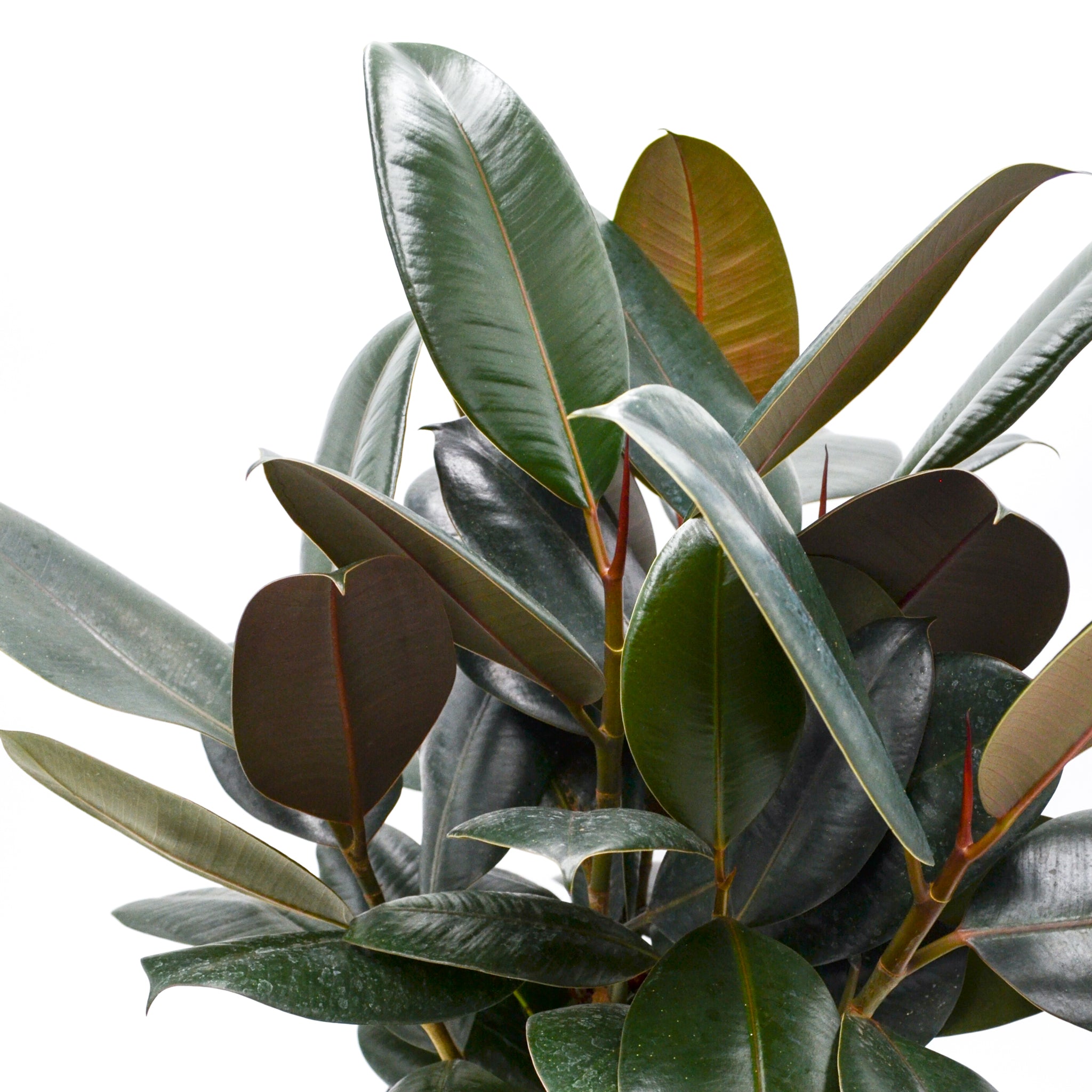 purple rubber tree Ficus Elastica Burgundy | Rubber Tree | 8" Pot