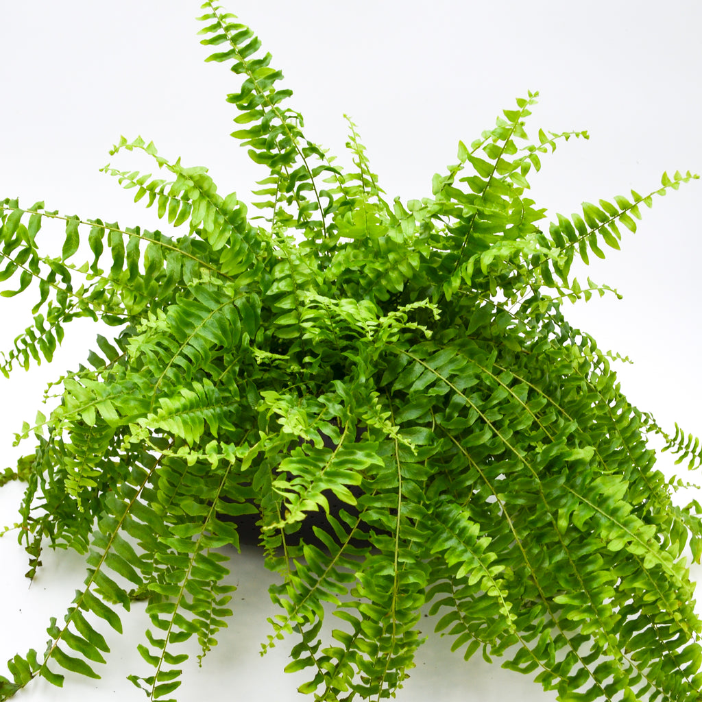 bird nest in boston fern Boston Fern – Wild Lark