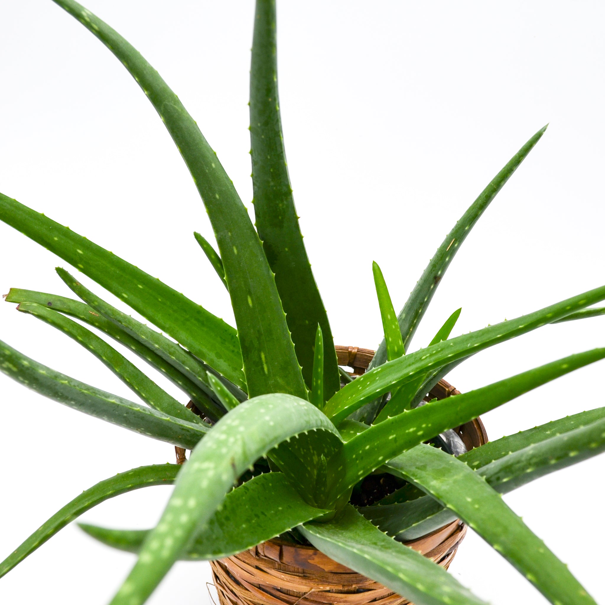 aloe vera plant philippines Aloe Vera Plant 4" (Regular)