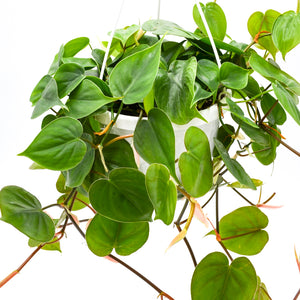 philodendron hederaceum toxic Heart Leaf Philodendron (Hederaceum) – Wild Lark
