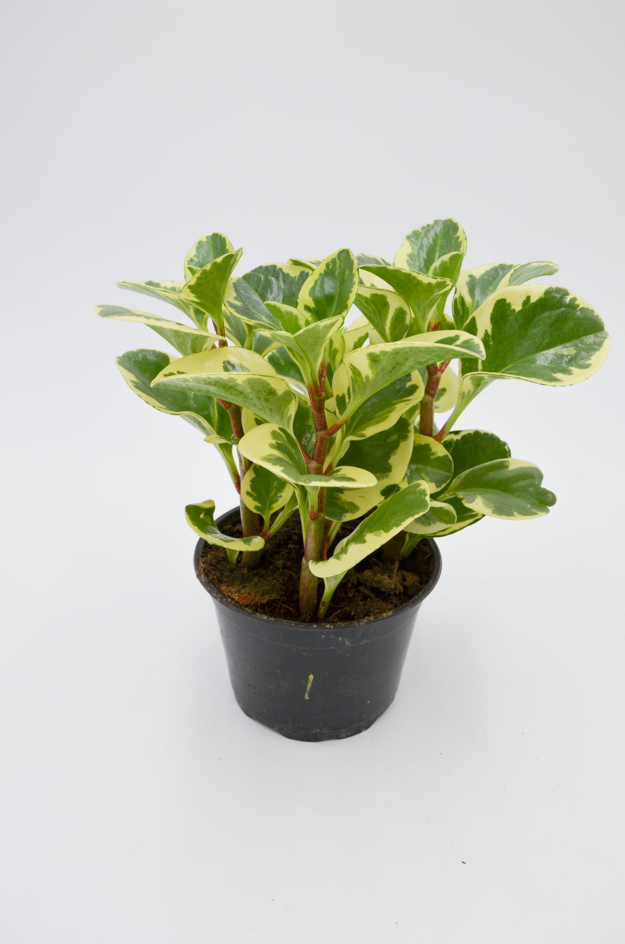 peperomia obtusifolia variegata Peperomia Marble Variegated Baby Rubber Plant Nursery 4