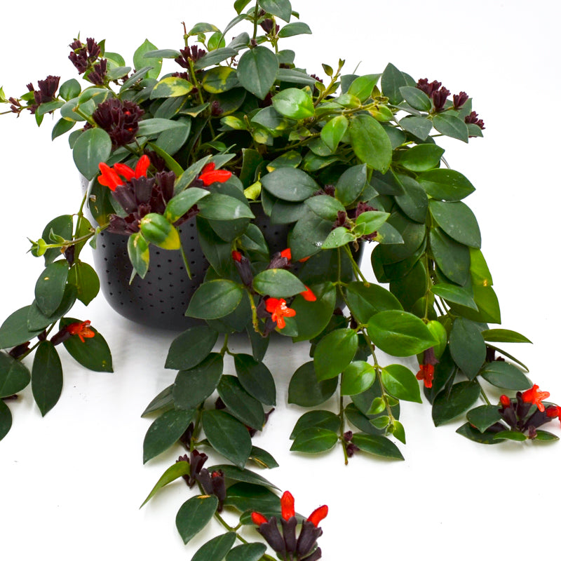 lipstick plant fertilizer Lipstick Plant (Aeschynanthus) – Wild Lark
