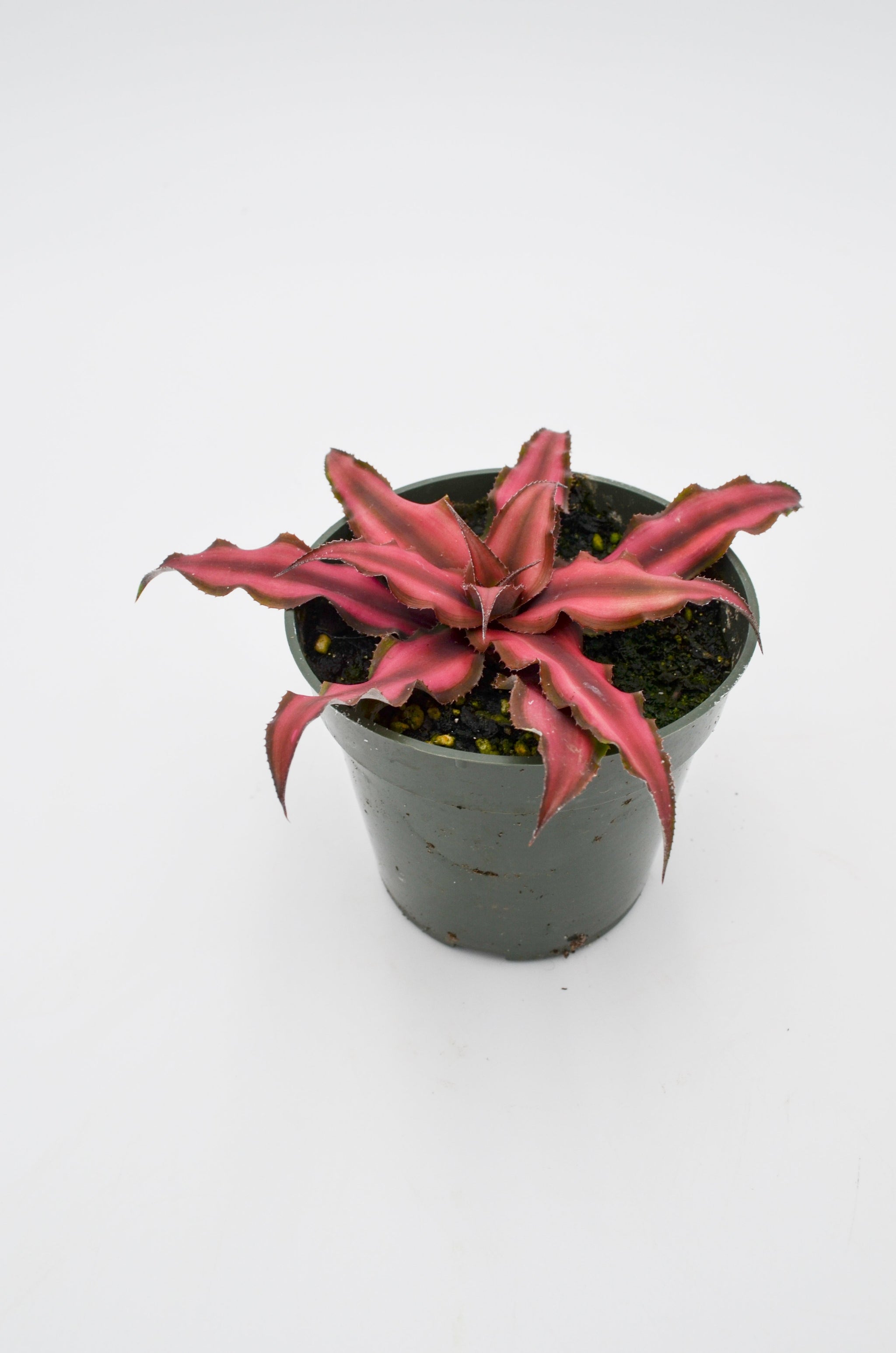 ferm living wall plant box Ferm Living Wall Box Rectangle main image 1