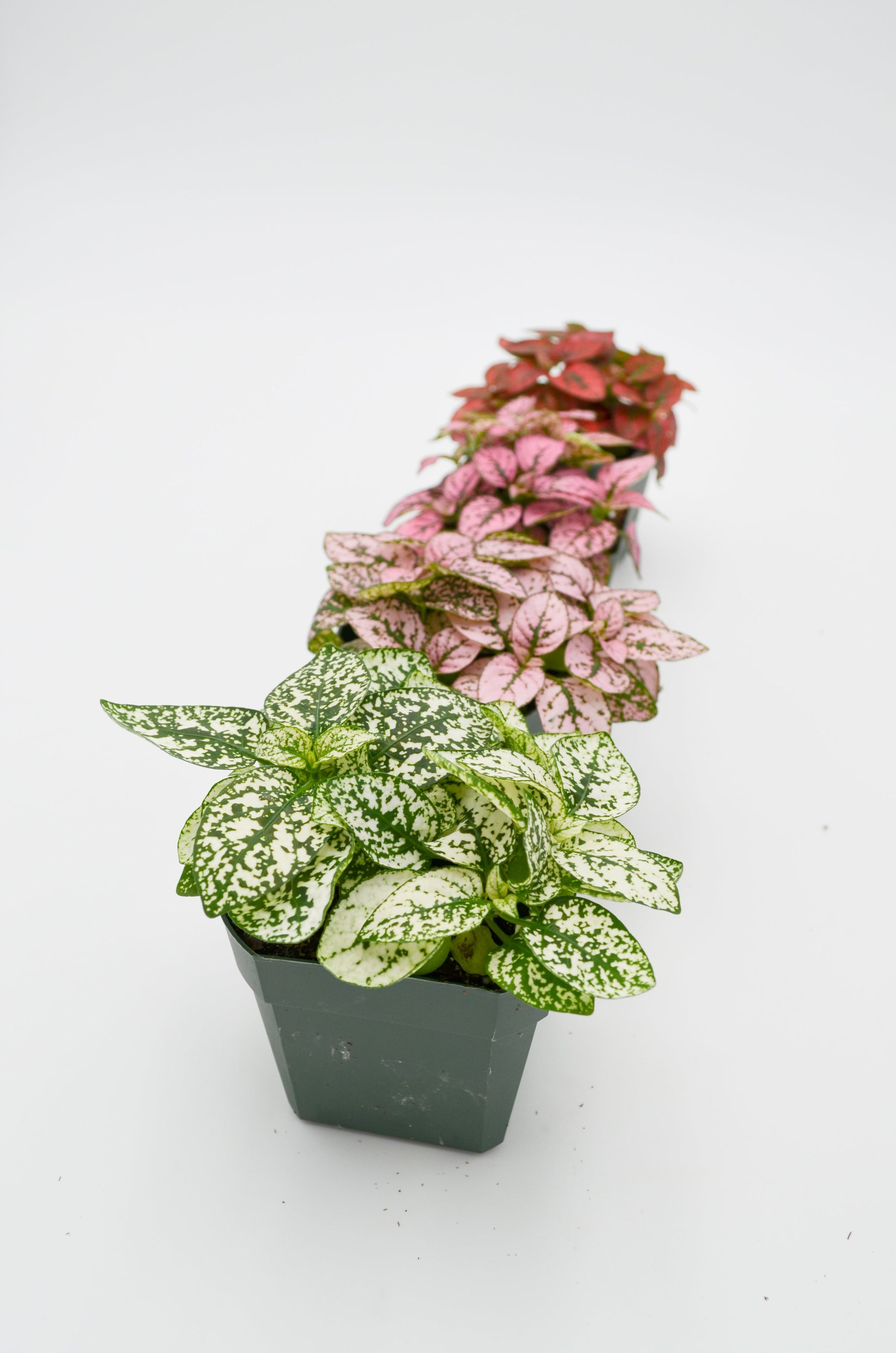 fertilizer for polka dot plant Polka Dot Plant (Hypoestes phyllostachya) – Wild Lark