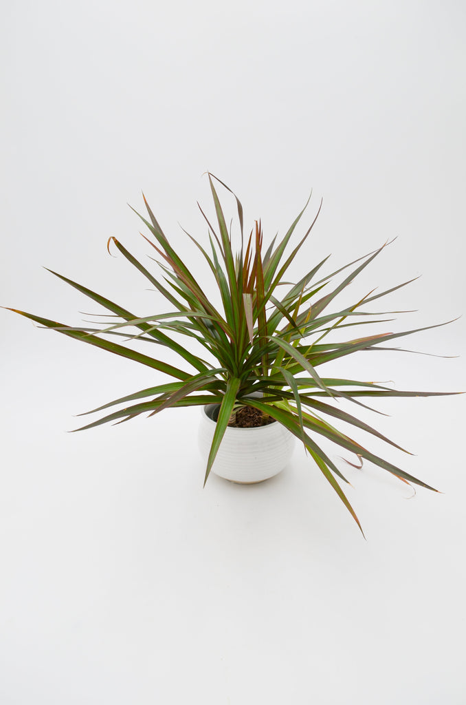 dracaena colorama toxic Dracaena 'Colorama' – Wild Lark