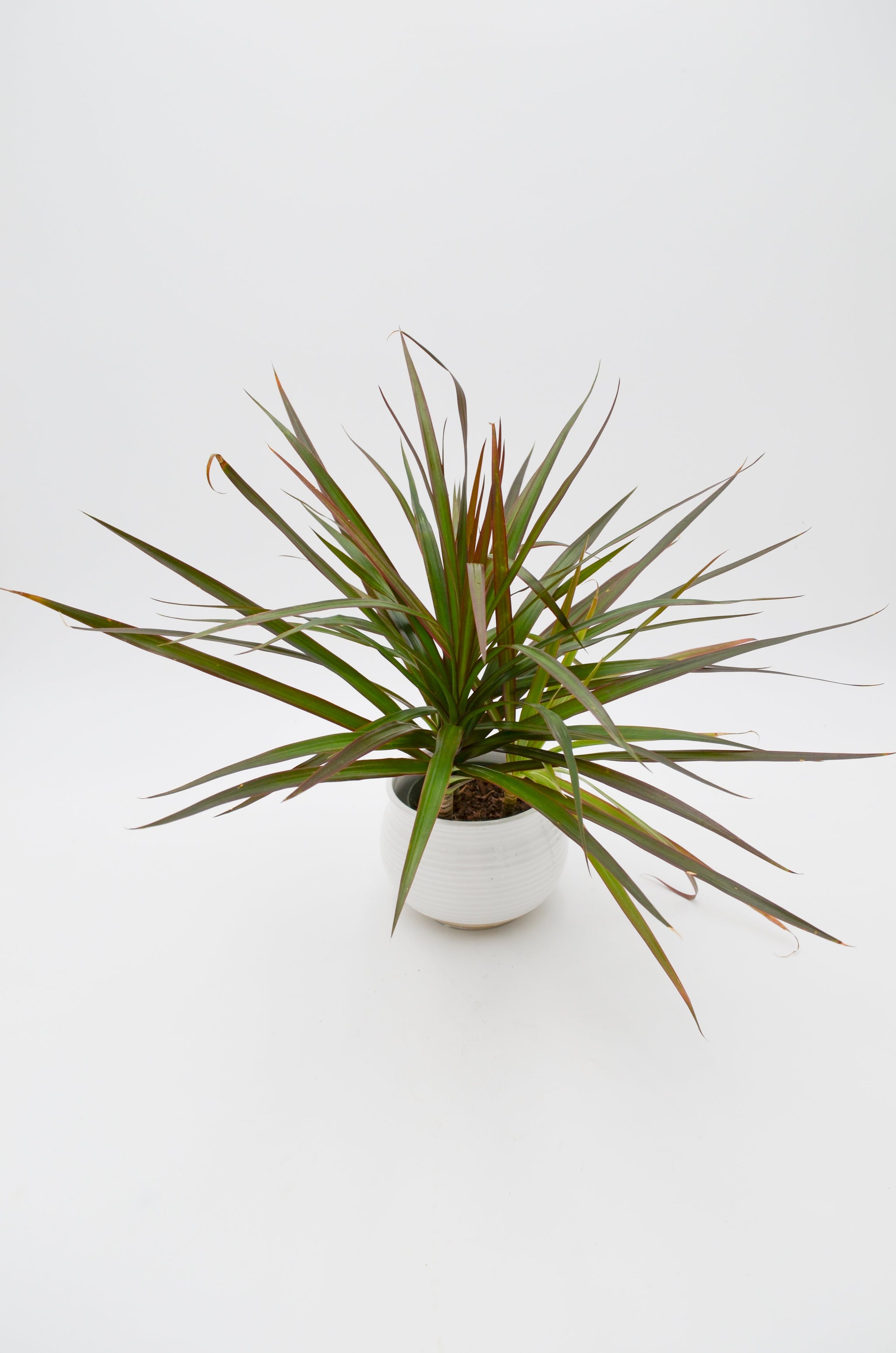 dracaena marginata colorama safe for cats Dracaena 'Colorama' – Wild Lark