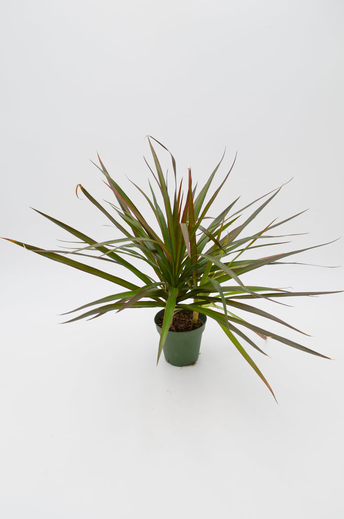 dracaena colorama cats Dracaena 'Colorama' – Wild Lark
