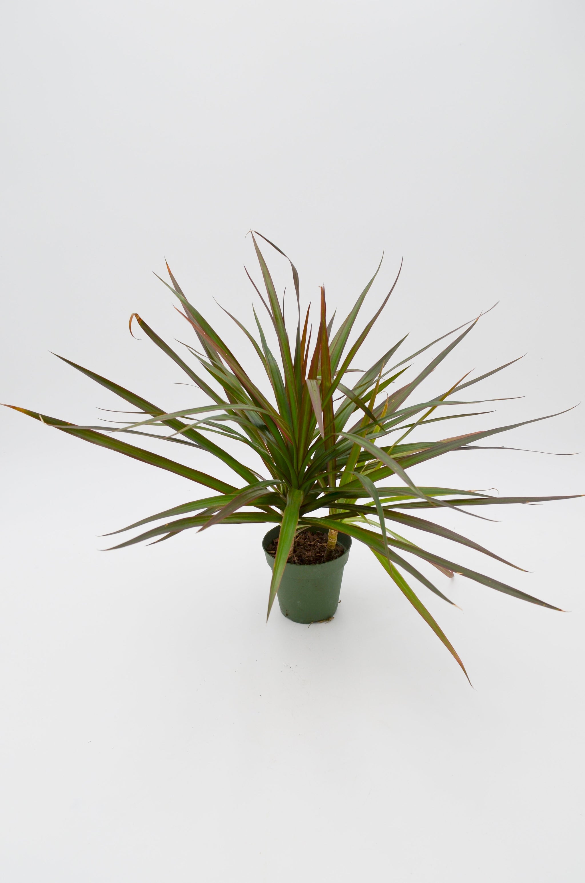 dracaena colorama green Dracaena 'Colorama' – Wild Lark