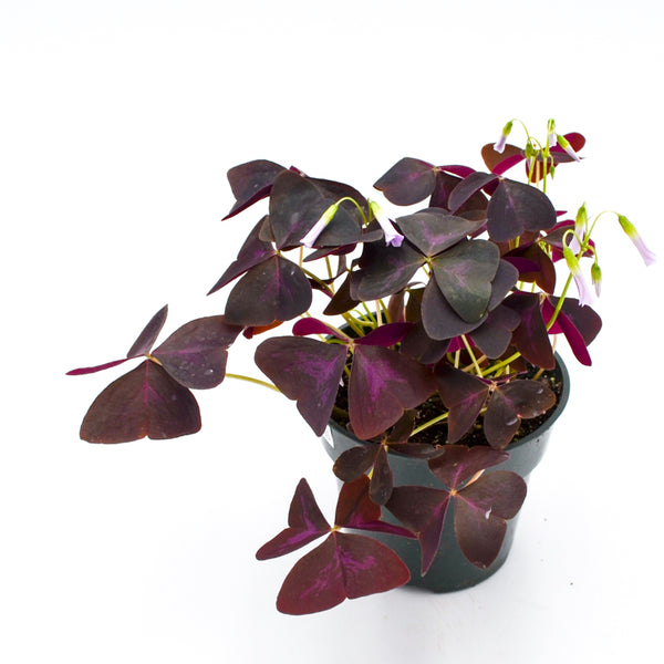 Shamrock Plant (Oxalis) - 3 Color Varieties Available - 4 inch / Purple (Oxalis triangularis) - Wild Lark - Wild Lark