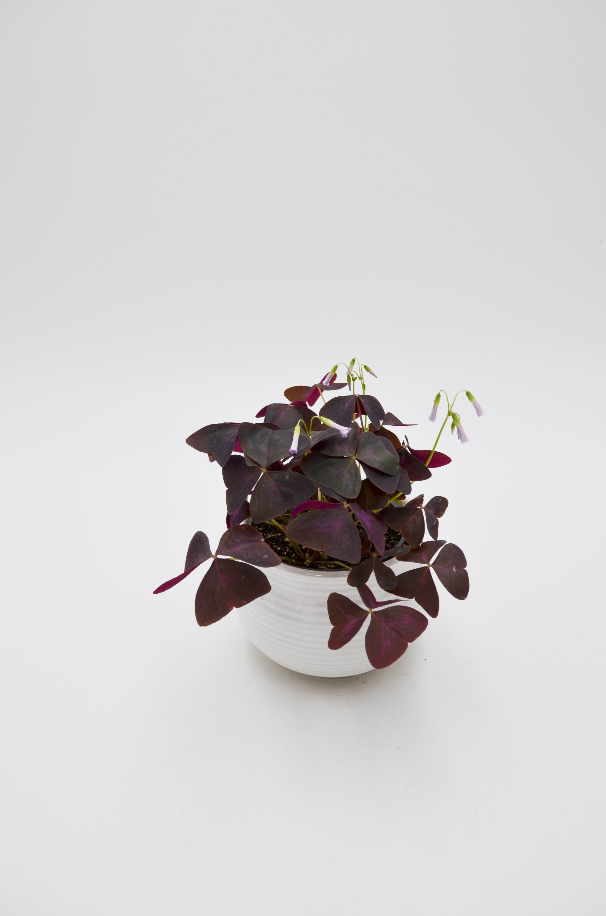 Shamrock Plant (Oxalis) – Wild Lark