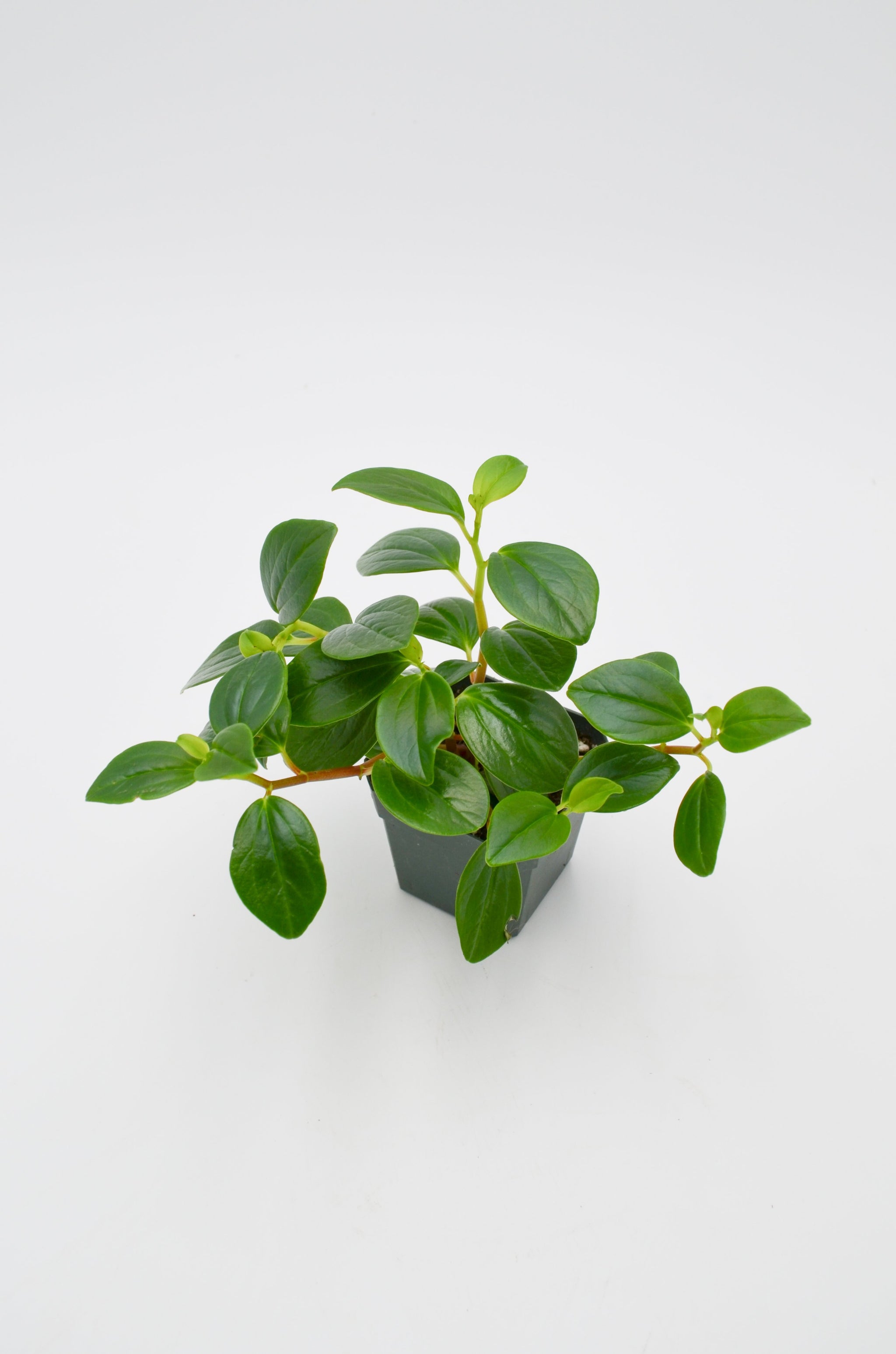Peperomia Glabella/ Cubensis – Wild Lark