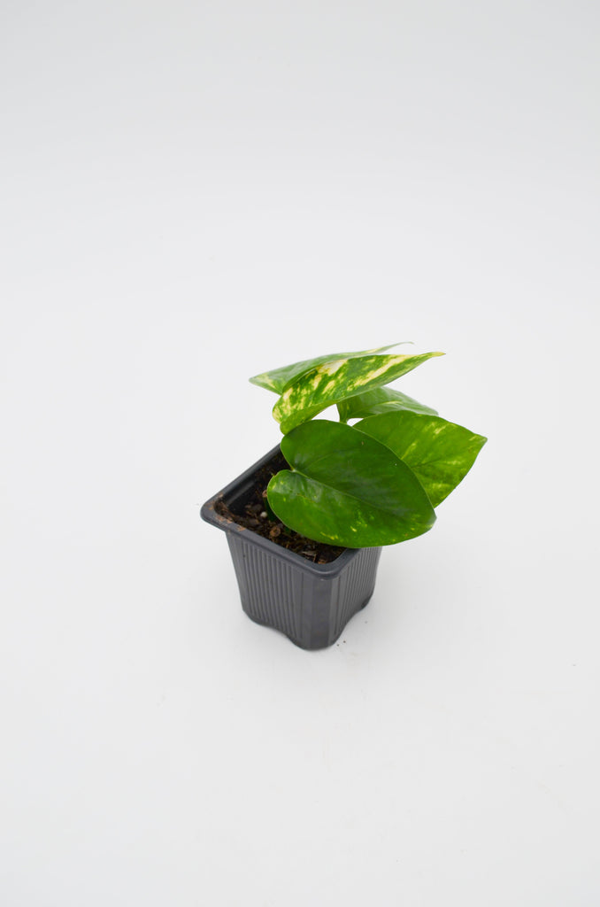 pothos iint he wild Pothos Golden (Epipremnum aureum) 6 inch
