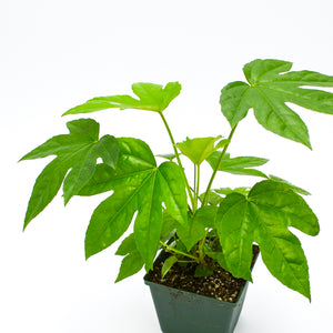 Paper plant (Fatsia japonica) -  - Wild Lark - Wild Lark