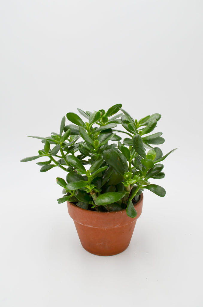 wild jade plant Jade Plant (Crassula ovata) in Terracotta Pot – Wild Lark