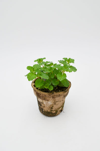 Mint Plant -  - Wild Lark - Wild Lark