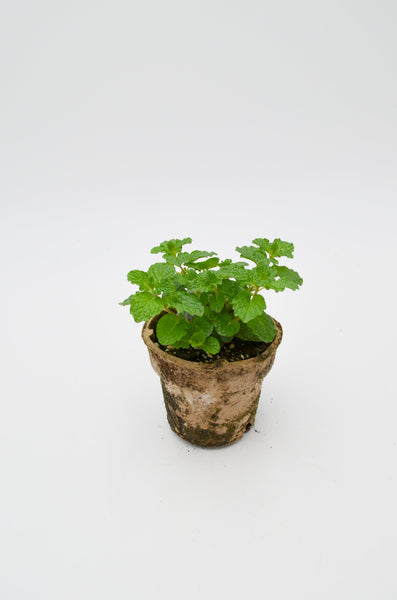 Mint Plant -  - Wild Lark - Wild Lark