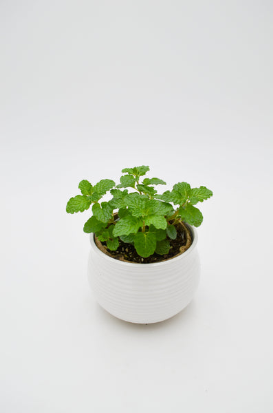 Mint Plant -  - Wild Lark - Wild Lark
