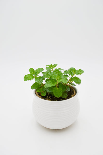Mint Plant -  - Wild Lark - Wild Lark