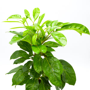 coffea clean air plant Coffee Plant (Coffea arabica) – Wild Lark