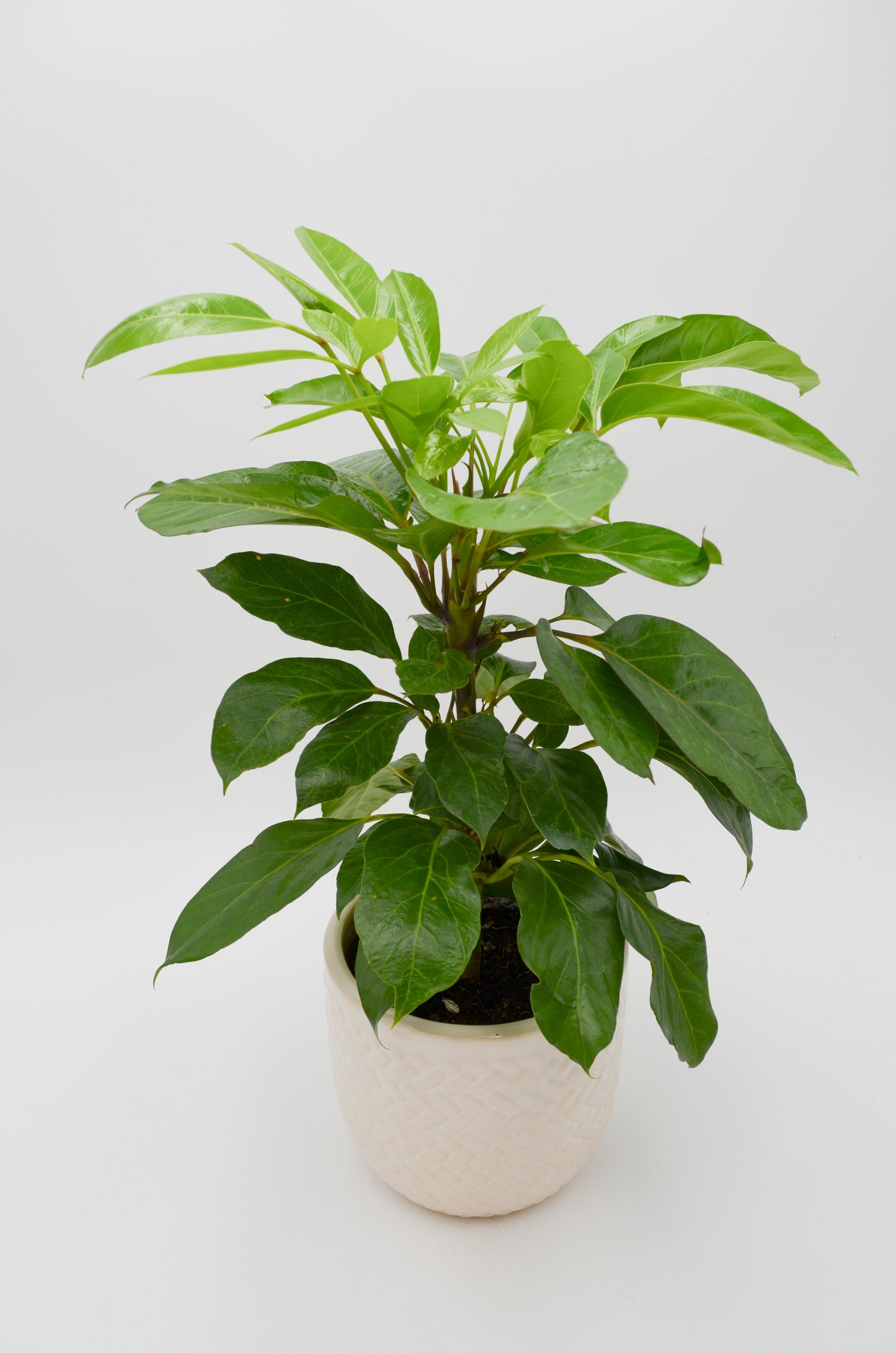 coffea clean air plant Coffee Plant (Coffea arabica) – Wild Lark