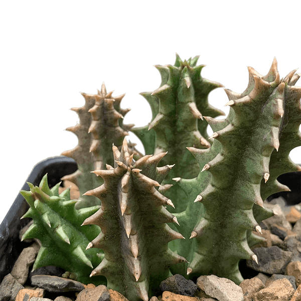 Huernia Zebrina "Life Saver Plant" -  - Wild Lark - Wild Lark