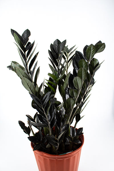 Black Raven ZZ Plant (Zamioculcas zamiifolia) -  - Wild Lark - Wild Lark
