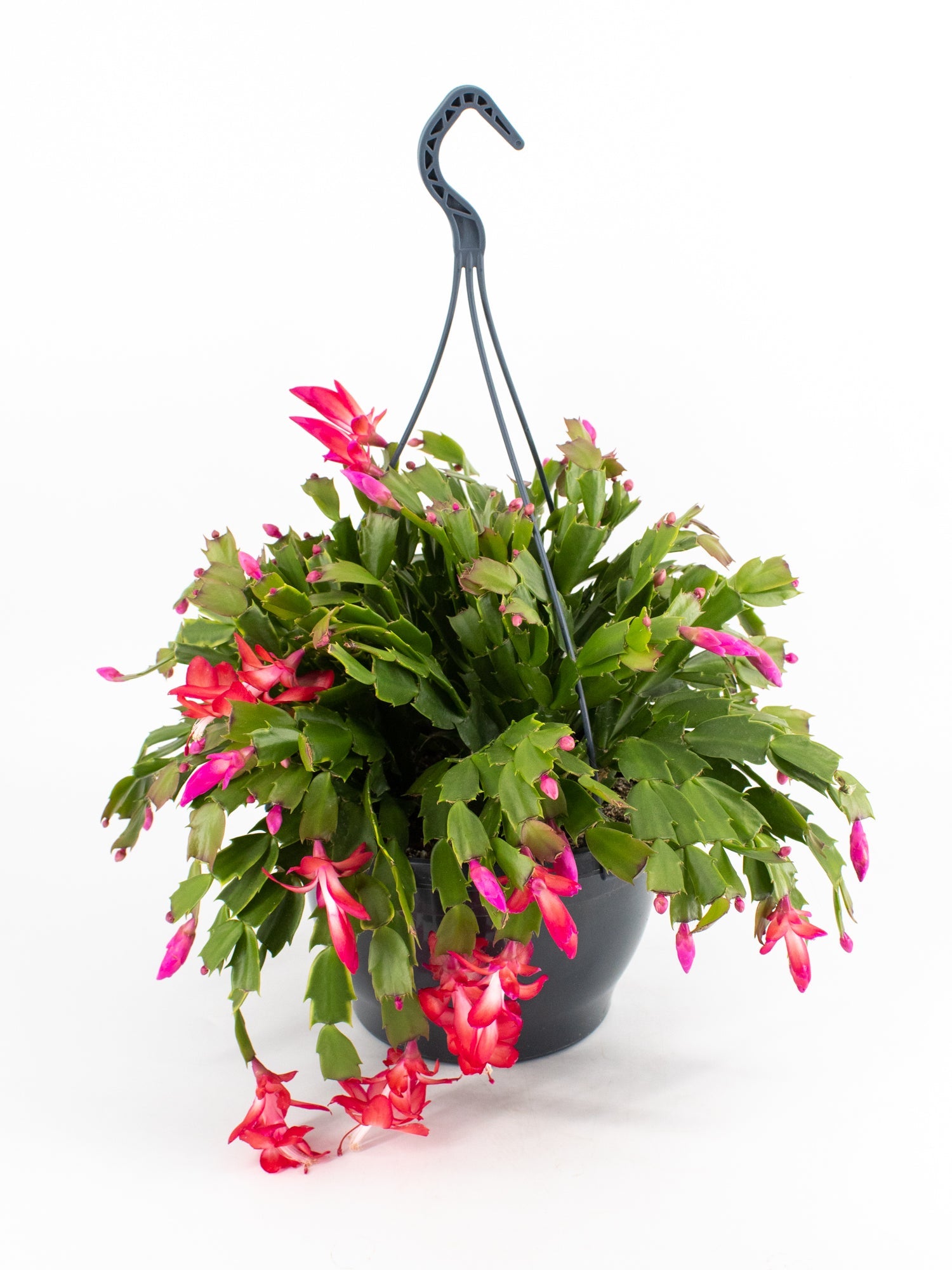 christmas cactus hanging plant Christmas Cactus – Wild Lark