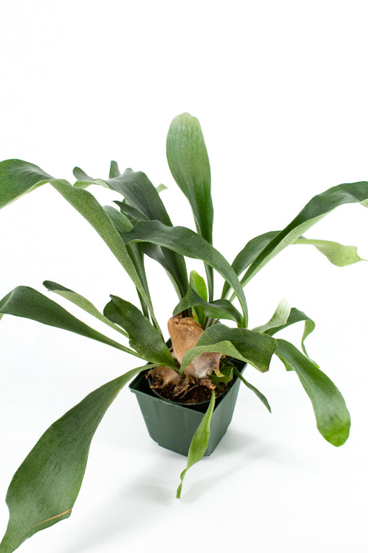 Staghorn Fern - Platycerium biforcatum - Exotic Houseplant