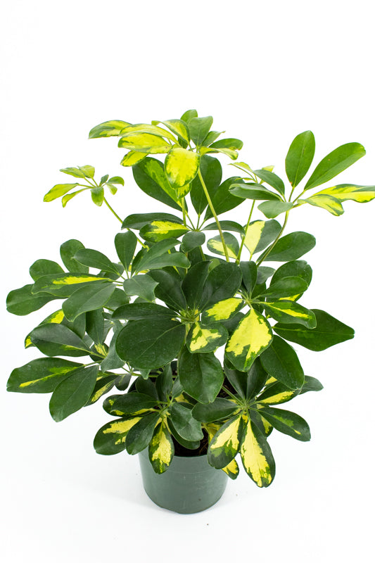 schefflera arboricola cats Umbrella Tree (Schefflera arboricola) – Wild Lark
