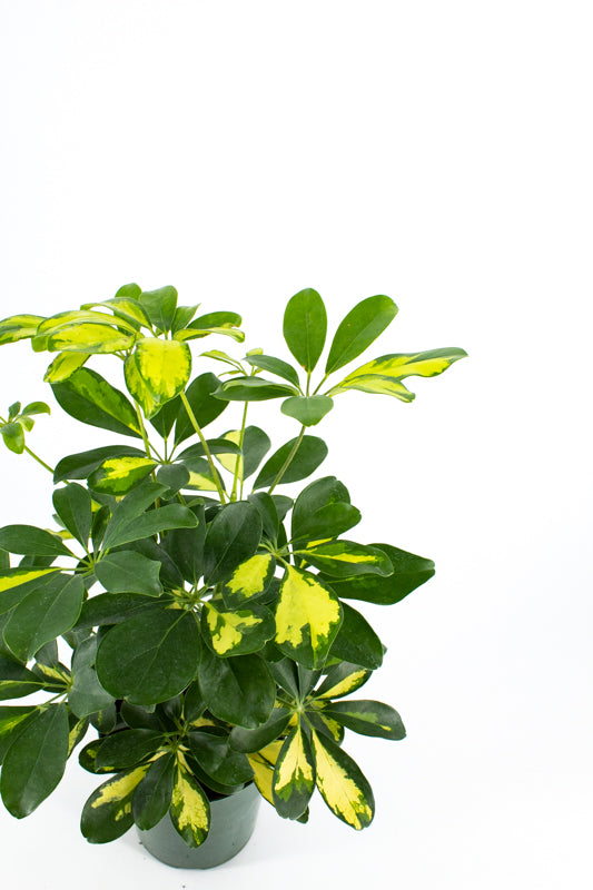 schefflera arboricola yellow leaves Umbrella Tree (Schefflera arboricola) – Wild Lark