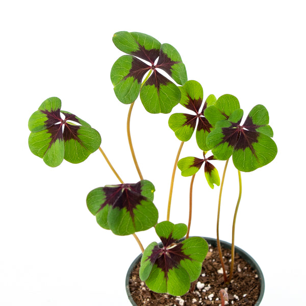 Shamrock Plant (Oxalis) - 3 Color Varieties Available - 4 inch / Bi-color (Iron Cross - Oxalis tetraphylla) - Wild Lark - Wild Lark