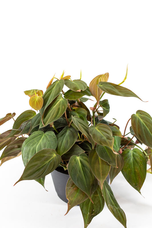 philodendron scandens for sale Philodendron "Micans" (Philodendron Scandens) – Wild Lark