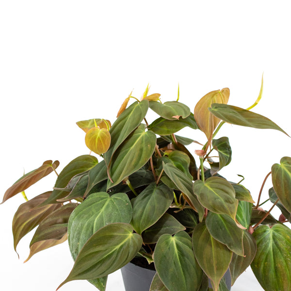 Philodendron "Micans" (Philodendron Scandens) -  - Wild Lark - Wild Lark