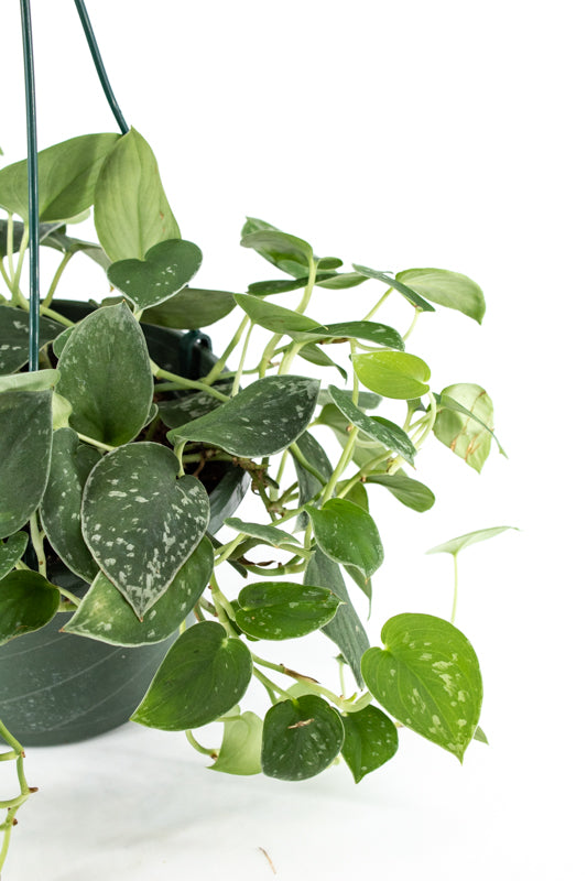 satin pothos in the wild Pothos "Satin" (Scindapsus pictus)