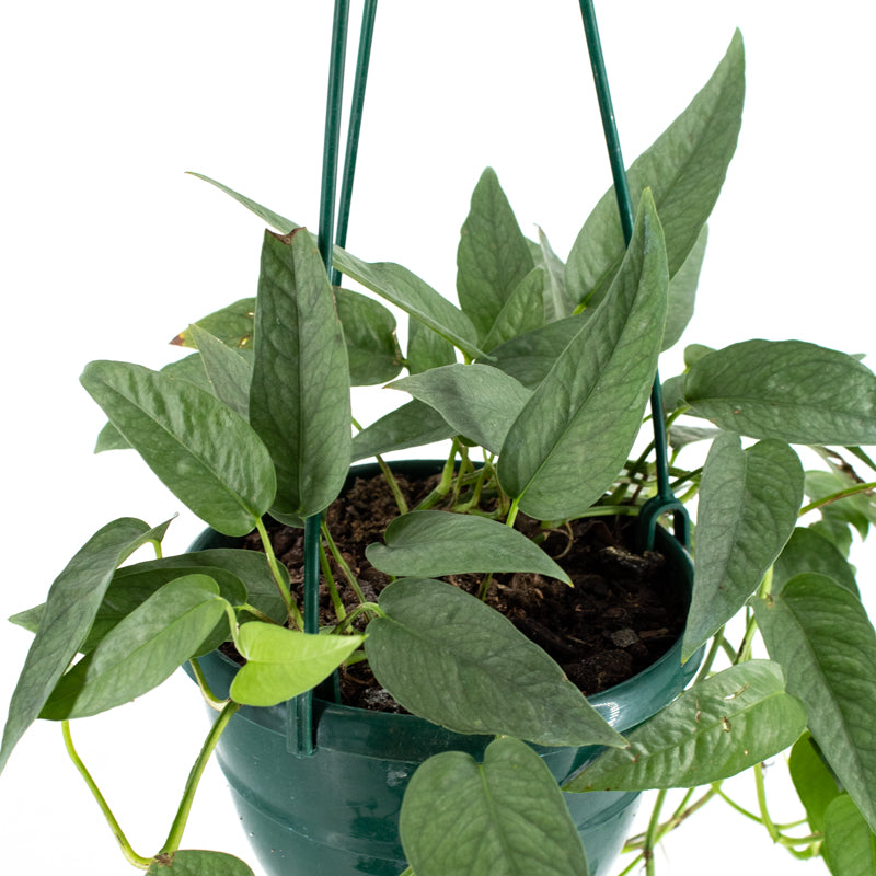 where to buy cebu blue pothos Rare Cebu Blue Pothos - Epipremnum Pinnatum
