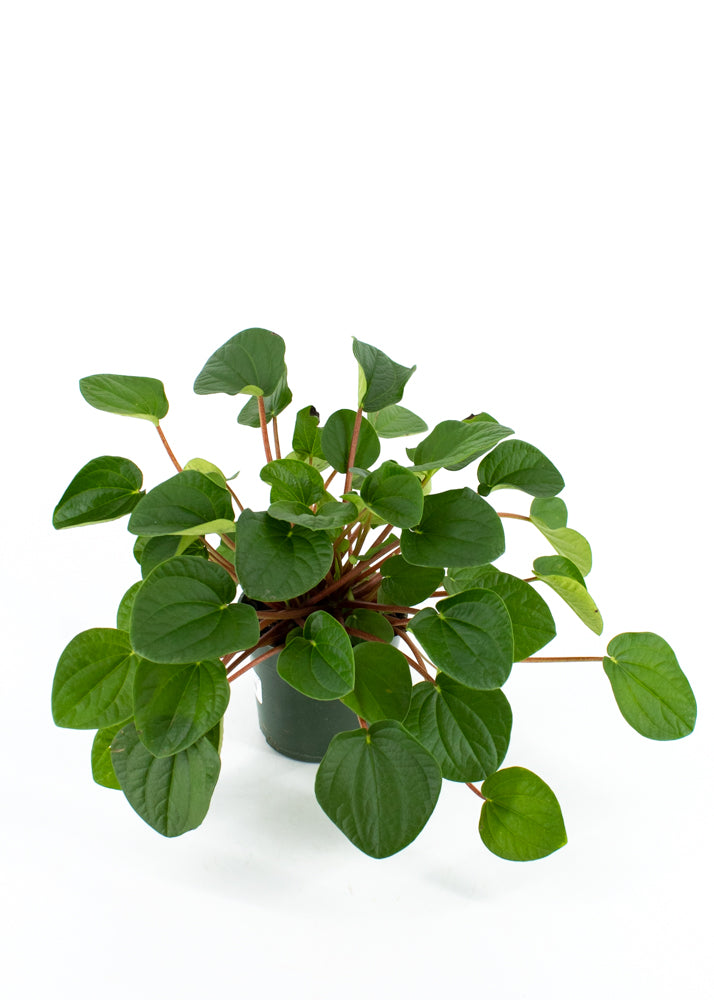 Peperomia 
