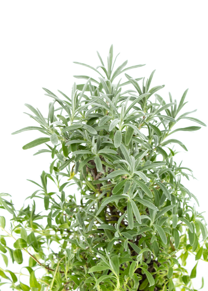 Lavender Tree – Wild Lark