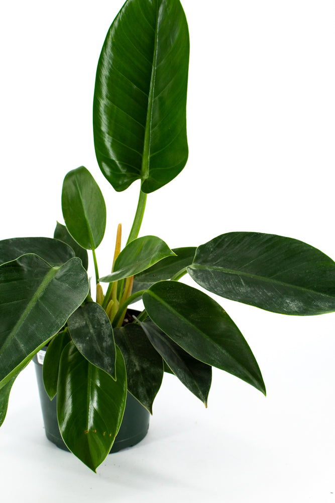 philodendron green congo price Philodendron "Green Congo" (Philodendron tatei) – Wild Lark